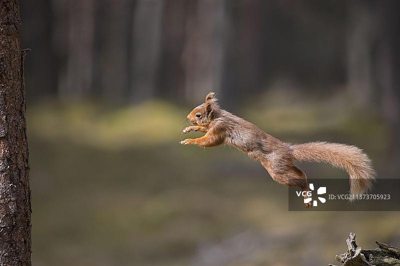 欧亚红松鼠，跳向树干，英国苏格兰高地凯恩戈姆图片素材