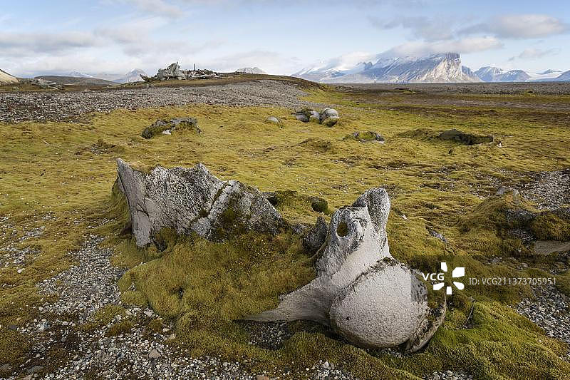 格陵兰鲸鱼，弓头鲸（Balaena mysticetus），须鲸，海洋哺乳动物，哺乳动物，动物，鲸鱼，峡湾岸边附近的弓头鲸骨骼，霍恩松德，斯匹次卑尔根岛，斯瓦尔巴群岛图片素材