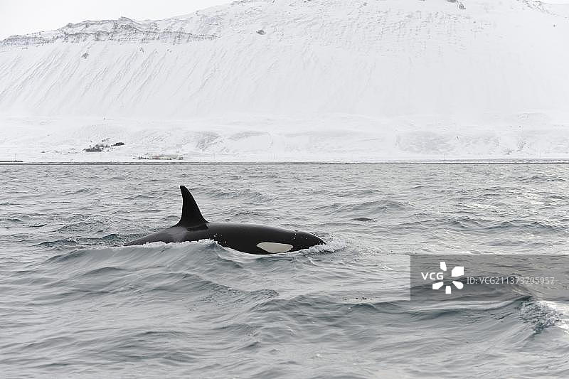 虎鲸，逆戟鲸，齿鲸，海洋哺乳动物，哺乳动物，动物，鲸鱼，北大西洋虎鲸在冰岛斯奈山半岛海面游泳图片素材