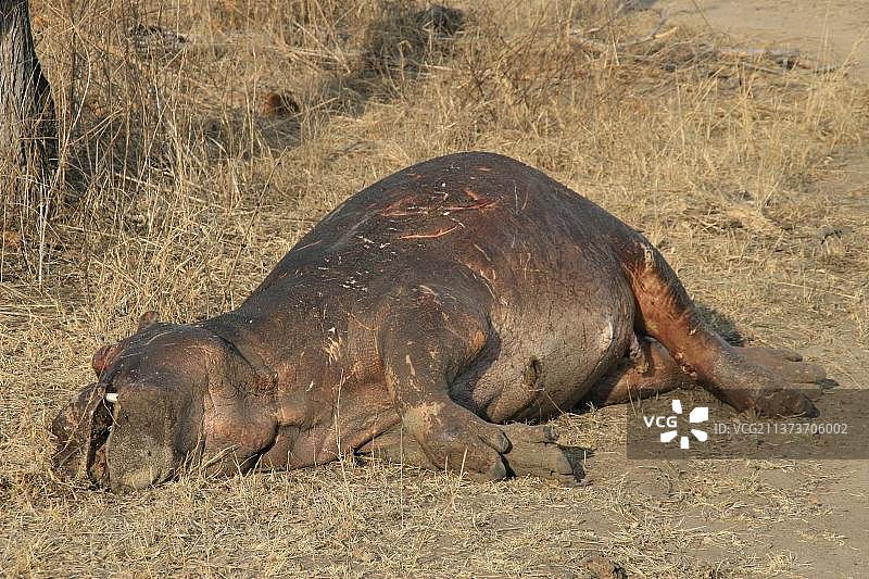 南非萨比沙，覆盖苍蝇的河马头部图片素材