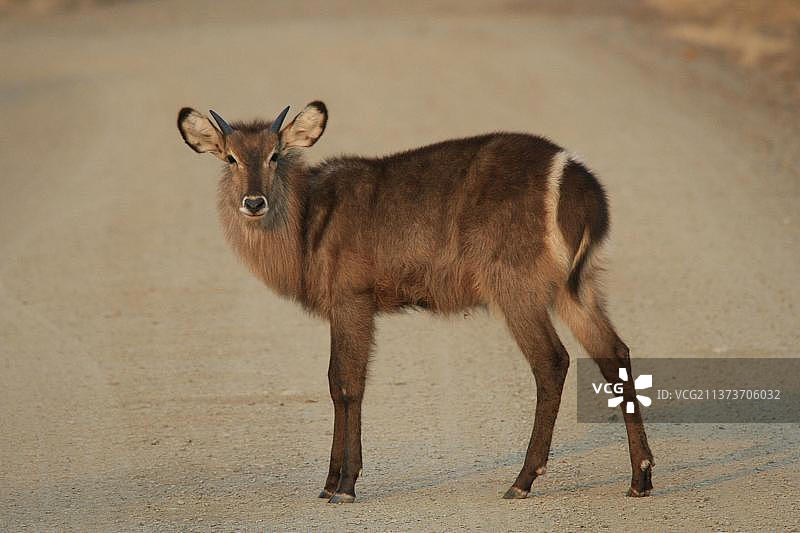 水羚，羚羊，有蹄类动物，哺乳动物，常见水羚雌性，后部有白色环图片素材