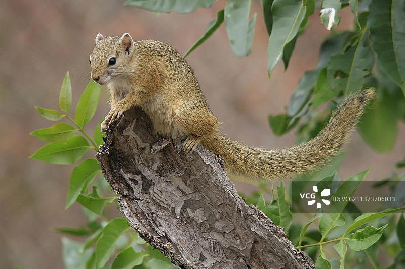 赭足丛林松鼠图片素材