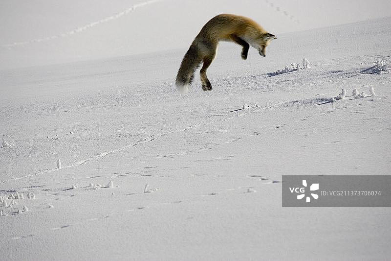 美洲红狐捕食图片素材
