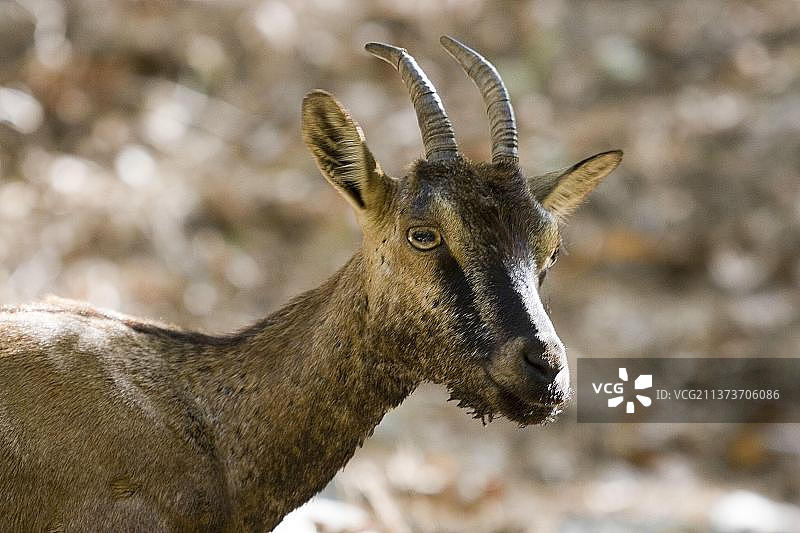 克里特野山羊图片素材