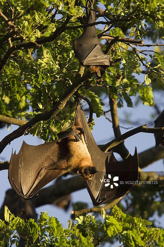 斯里兰卡的印度大蝙蝠图片素材