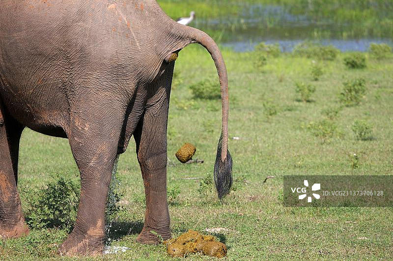 亚洲象、印度象、象、哺乳动物、动物、亚洲象排便图片素材