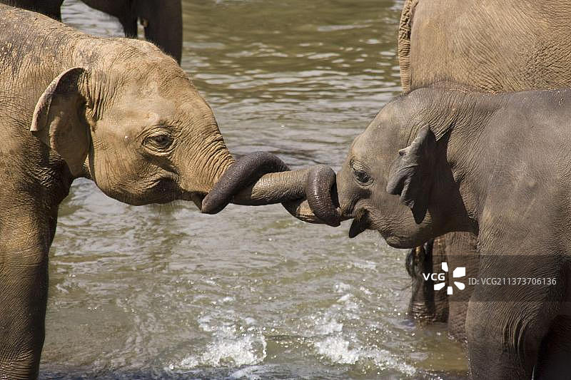 亚洲象，印度象，亚洲象，印度象，象，哺乳动物，动物，玩弄象鼻的亚洲幼象图片素材