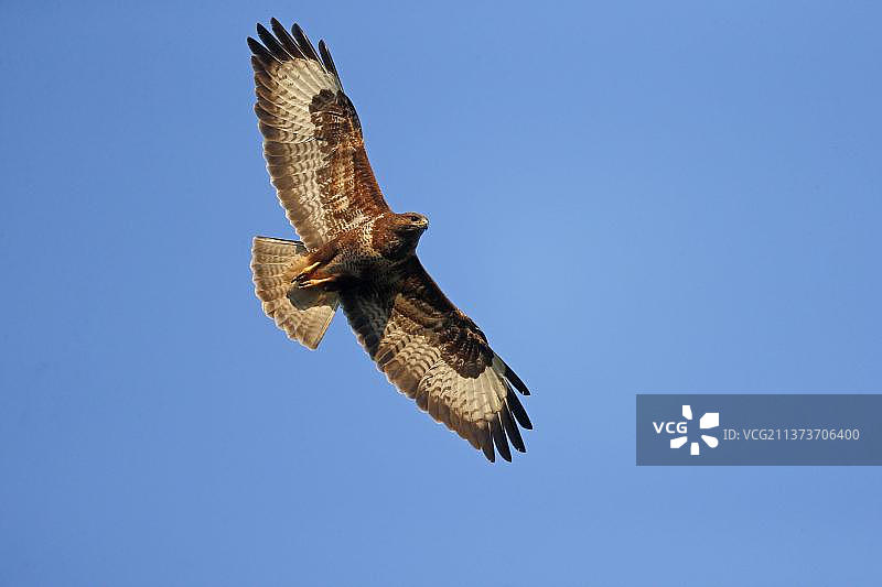 英国沃里克郡飞行中的普通鵟幼鸟图片素材