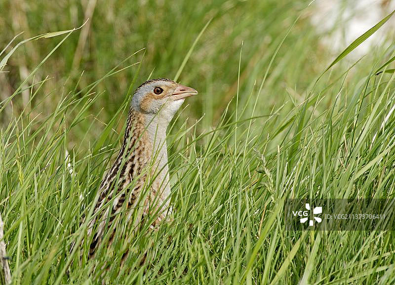 北尤伊斯特岛的 Corncrake 成鸟图片素材