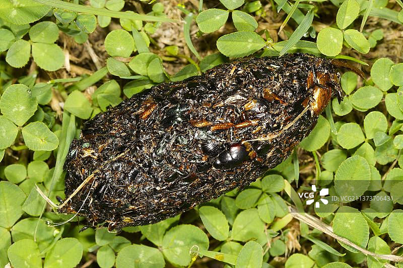 乌鸦反刍的颗粒，由甲虫残骸组成，英国威尔士波伊斯图片素材