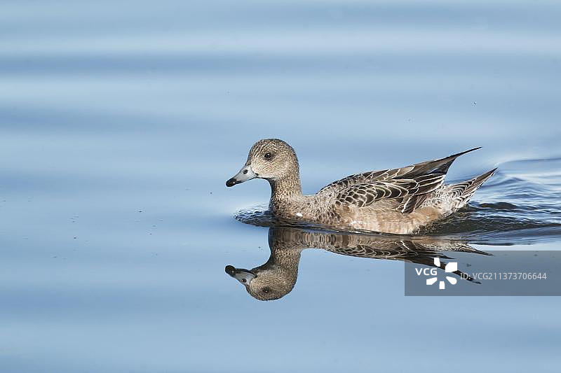 冰岛米湖成年雌性赤颈鸭湖中游泳图片素材