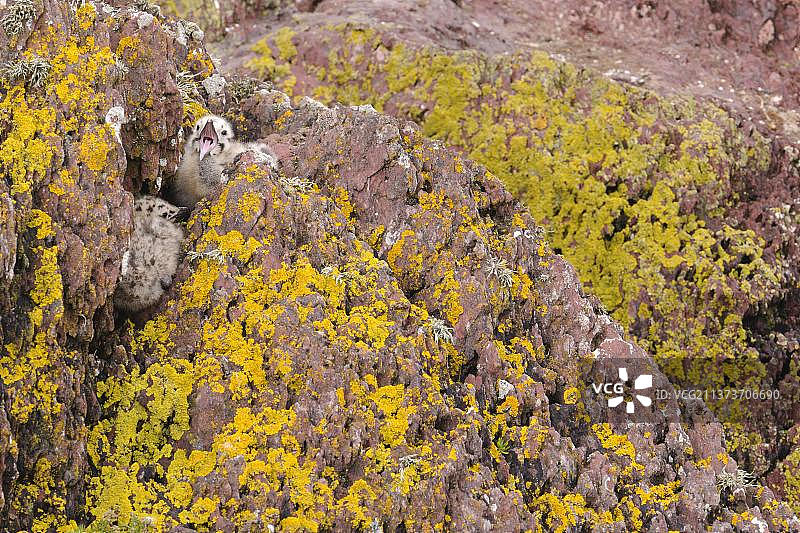 两只正在鸣叫的海鸥幼鸟（银鸥），伪装在岩石中，斯卡霍姆岛，彭布罗克郡，威尔士，英国，欧洲图片素材