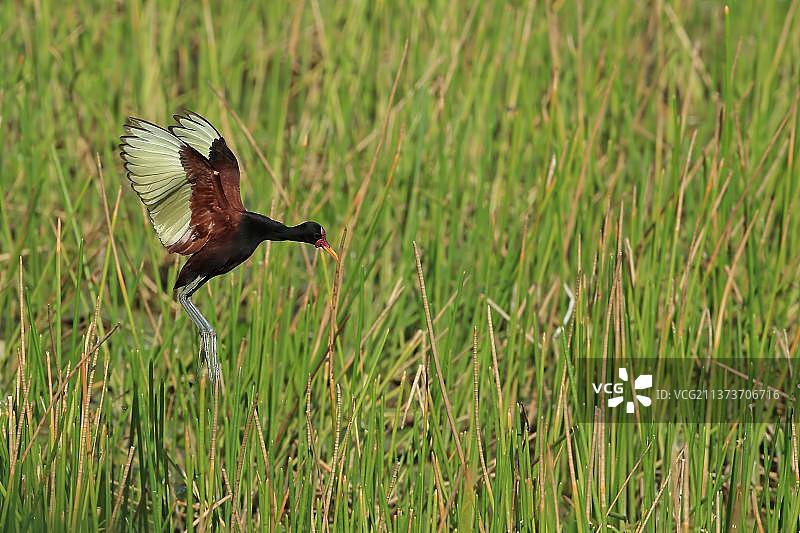 红额水雉在湿地飞翔图片素材