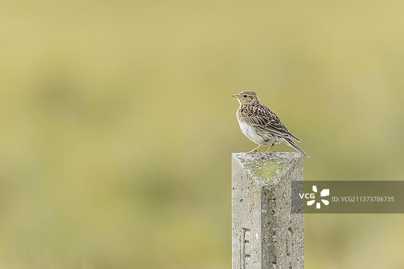 欧亚云雀栖息在电缆标志柱上，设得兰群岛，英国图片素材