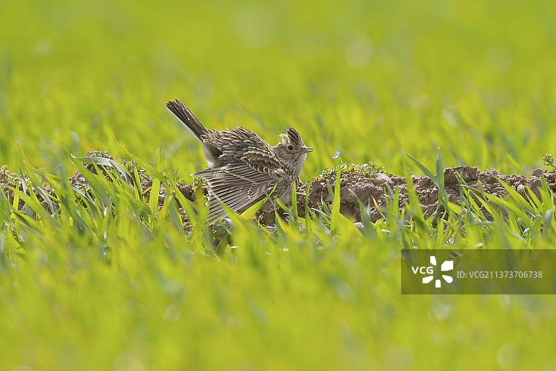 在田野作物中的欧亚云雀图片素材