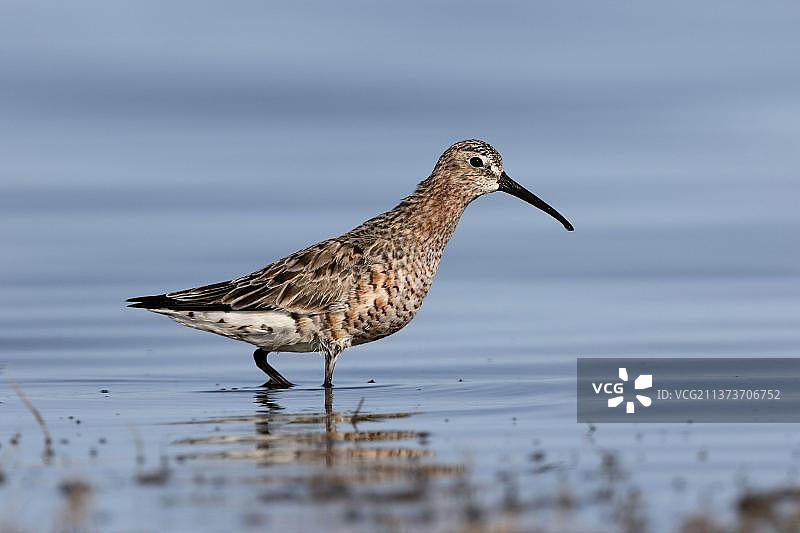 换羽繁殖羽的成年弯嘴滨鹬，在欧洲罗马尼亚浅水中涉水图片素材