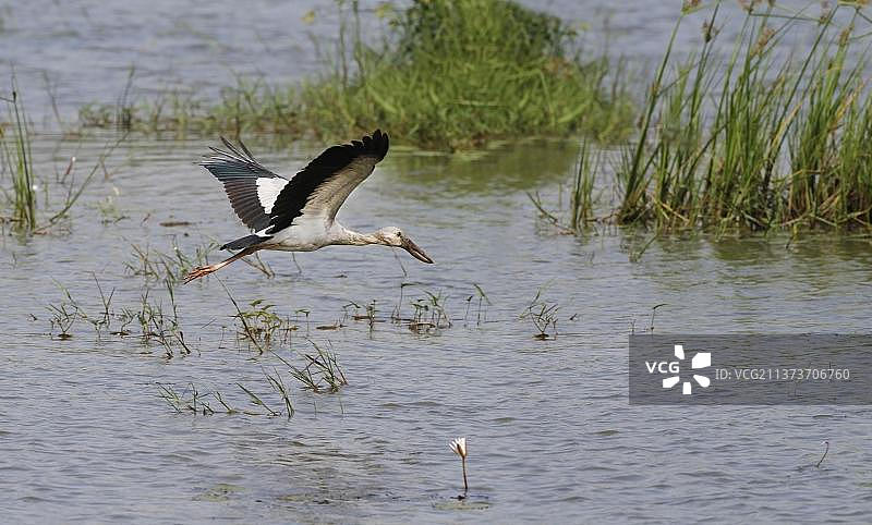 亚洲钳嘴鹳（Anastomus oscitans），银嘴鹳，鹳，动物，鸟类，亚洲钳嘴鹳成年，在斯里兰卡亚洲的湖面上飞行图片素材