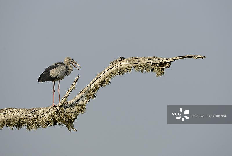 亚洲钳嘴鹳图片素材