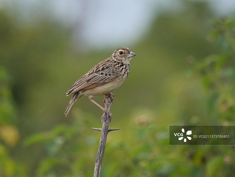 杰氏草鹨成鸟，栖息在树枝上，斯里兰卡，亚洲图片素材