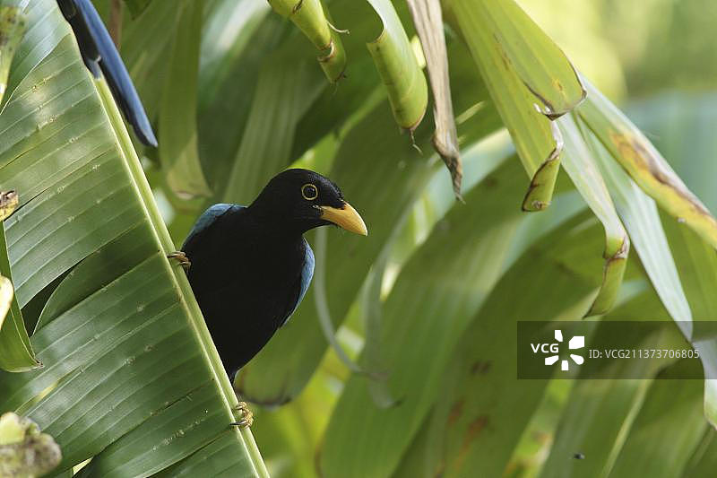 尤卡坦灰蓝鸦幼鸟，栖息于香蕉叶上，墨西哥尤卡坦半岛，中美洲图片素材