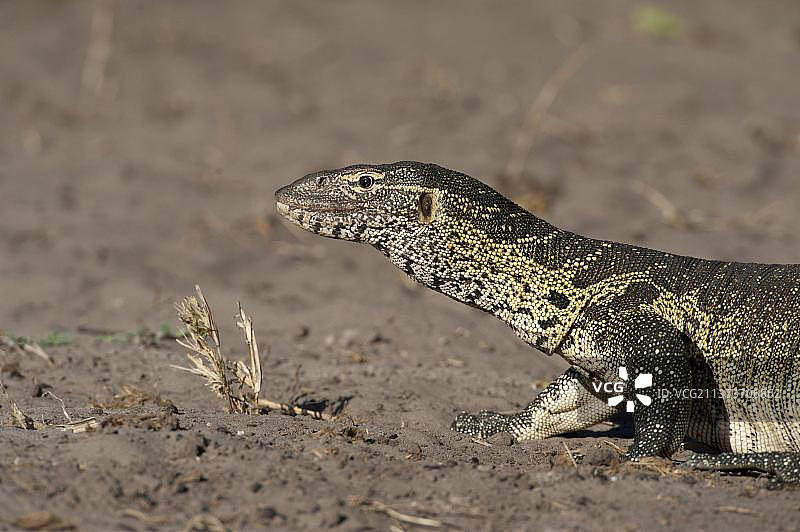 尼罗河巨蜥，成年个体头部和前腿特写，博茨瓦纳乔贝河图片素材