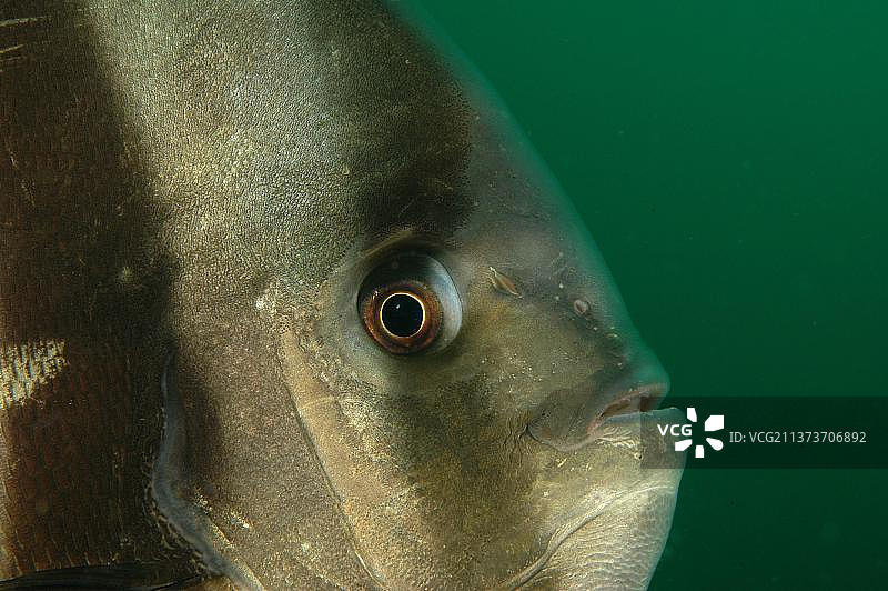 长鳍燕鱼特写，阿拉伯海，阿曼，亚洲图片素材