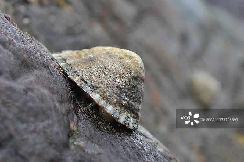 普通帽贝：在低潮时于岩石上觅食图片素材