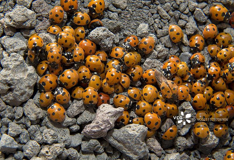 七星瓢虫群聚迁徙（兰萨罗特岛，加那利群岛）图片素材