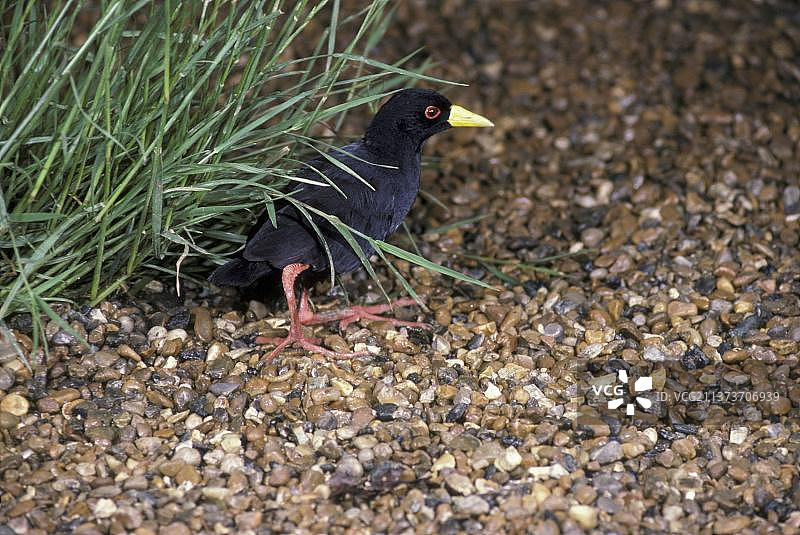 黑水鸡图片素材