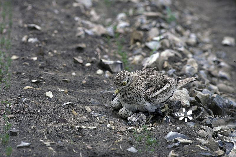 石鹬（Burhinus oedicnemus）与刚孵化的小鸡图片素材