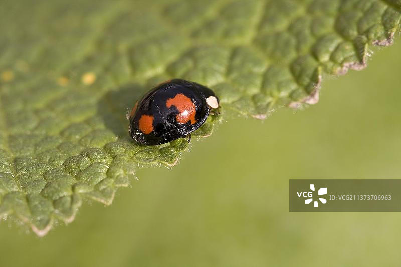 二星瓢虫图片素材