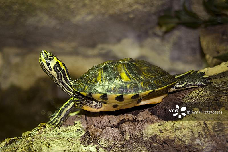 北方红腹华丽龟图片素材