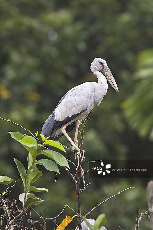 亚洲开放式鹳，斯里兰卡，亚洲图片素材
