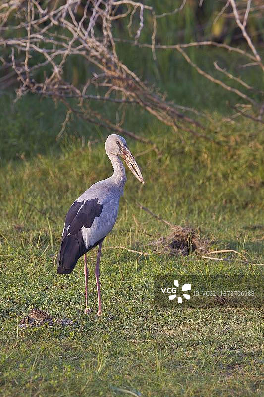 亚洲开放式鹳，斯里兰卡，亚洲图片素材
