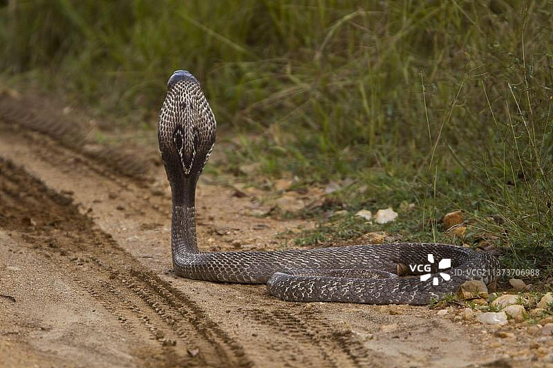 眼镜蛇，南亚眼镜蛇，其他动物，毒蛇，有毒蛇，爬行动物，蛇，动物，斯里兰卡乌达瓦拉韦国家公园的印度眼镜蛇图片素材