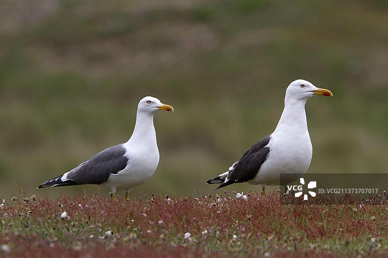 一对黑背鸥，位于萨福克郡哈弗盖特岛图片素材
