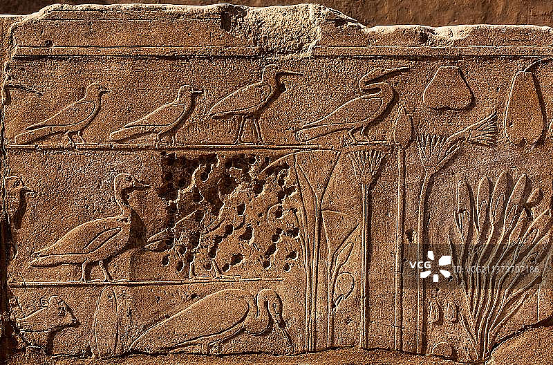 图特摩斯三世植物园，植物和动物的浮雕，卡纳克神庙，卢克索，底比斯，埃及，非洲图片素材