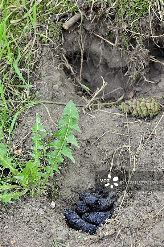 獾，欧洲獾（Meles meles），貂 species，掠食者，哺乳动物，动物，欧洲獾粪便在公共厕所图片素材