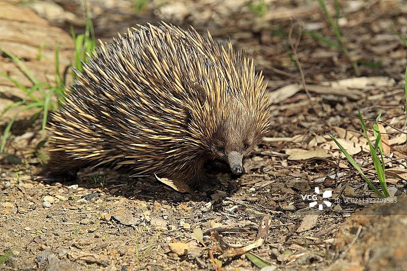 短喙针鼹（Tachyglossus aculeatus），南澳大利亚，针鼹，卵生哺乳动物图片素材