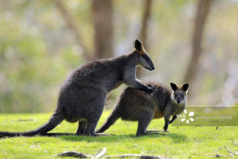 沼泽 Wallabia bicolor 小袋鼠，一对，南澳大利亚图片素材