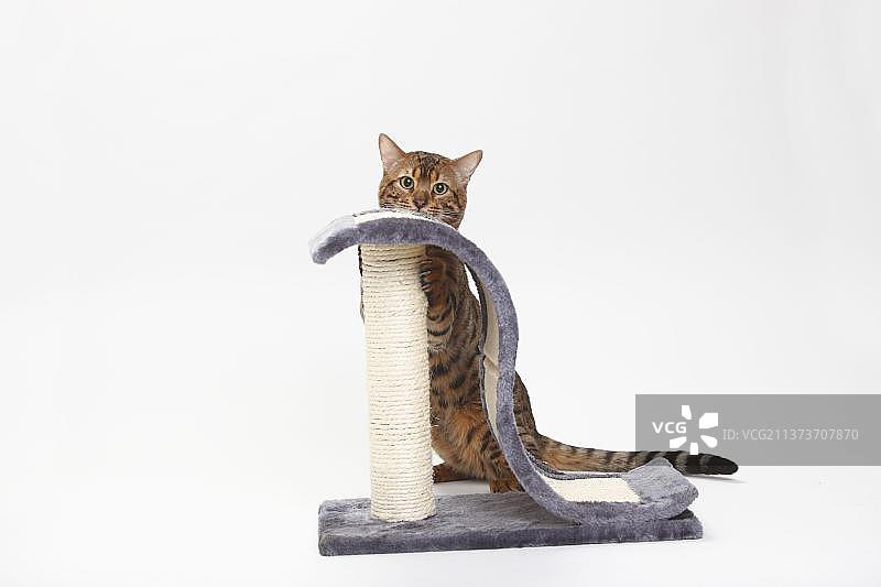 孟加拉猫和猫抓板图片素材