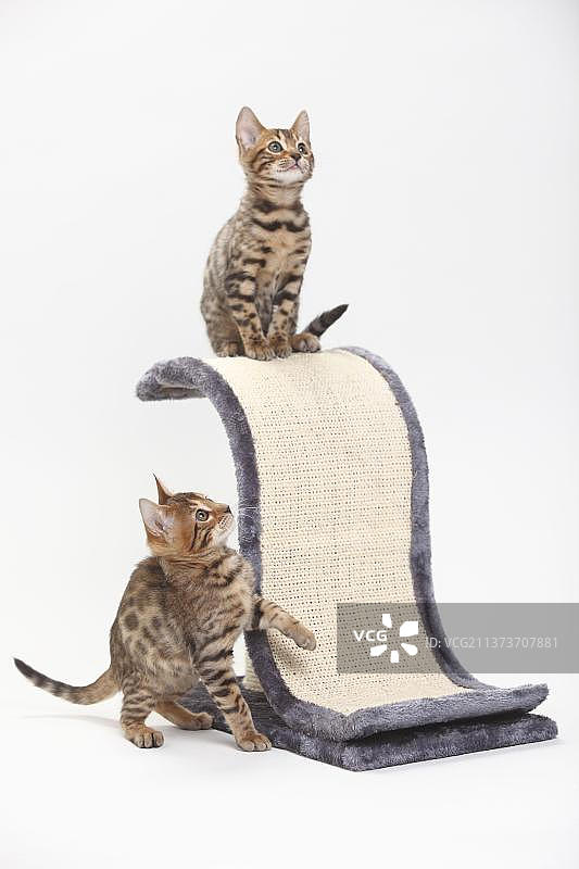 孟加拉猫，小猫，8周，猫抓板图片素材