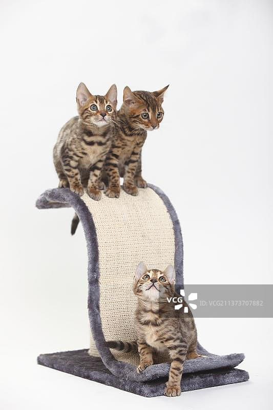 孟加拉猫，小猫，8周，猫抓板图片素材