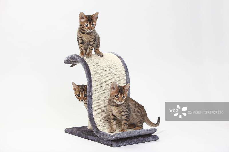 孟加拉猫，小猫，8周，猫抓板图片素材