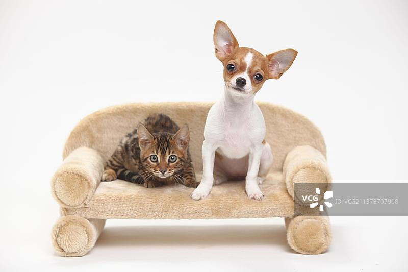 吉娃娃幼犬与孟加拉猫幼猫在沙发上图片素材