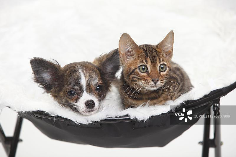 长毛吉娃娃幼犬（3个半月大）与孟加拉猫幼猫（8周大）图片素材