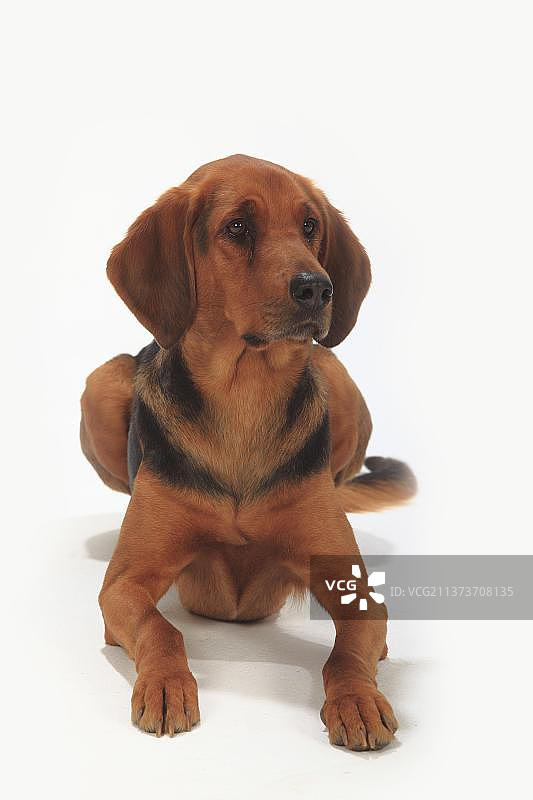 奥加尔·波兰斯基，，波兰·布拉克图片素材