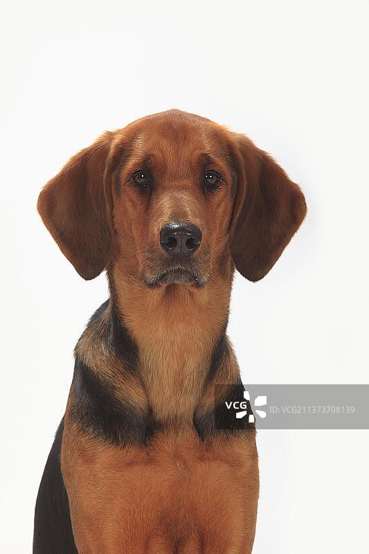 奥加尔·波兰斯基，，波兰·布拉克图片素材