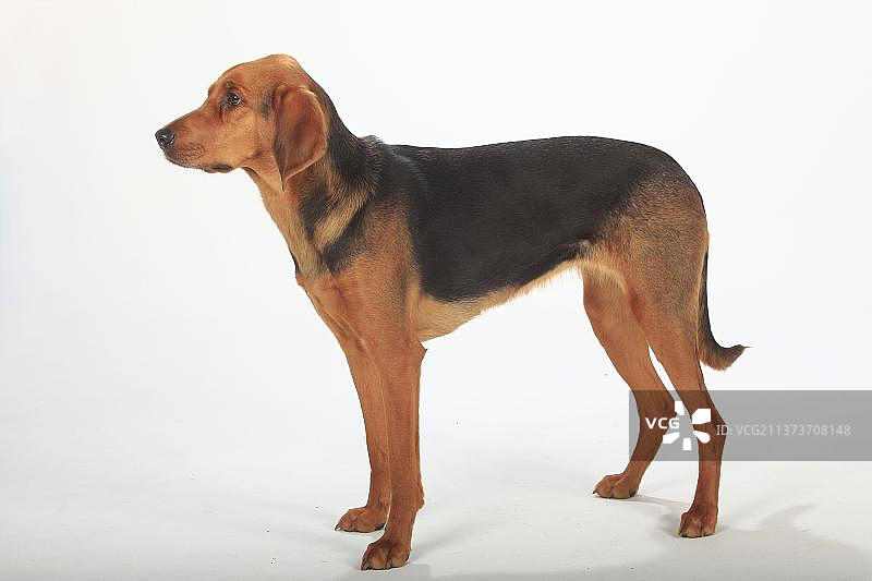 奥加尔·波兰斯基，，波兰猎犬，传呼图片素材