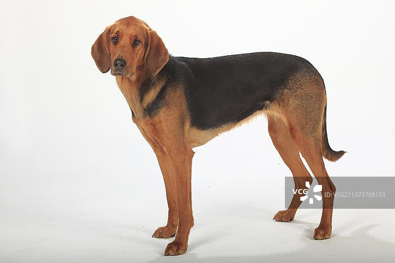 奥加尔·波兰斯基，，波兰猎犬，传呼图片素材